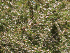 Astartea leptophylla