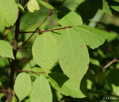 Euonymus occidentalis