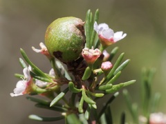 Astartea leptophylla
