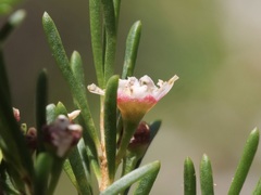 Astartea leptophylla