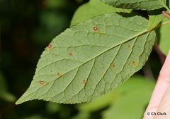 Euonymus occidentalis