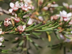Astartea leptophylla