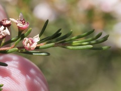 Astartea leptophylla