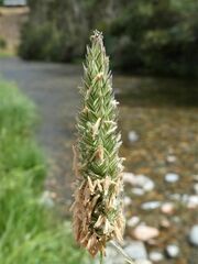 Phalaris aquatica