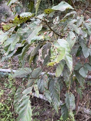 Ficus variegata