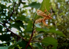 Leucinodes cordalis