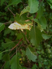 Leucinodes cordalis
