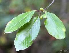 Frangula purshiana