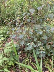 Homalanthus stillingiifolius