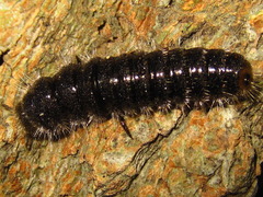 Cerogria janthinipennis