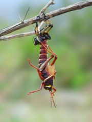 Taeniopoda tamaulipensis