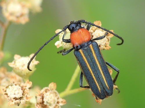 Mannophorus laetus LeConte, 1854