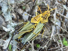 Taeniopoda tamaulipensis