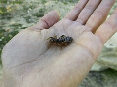 Ammopelmatus