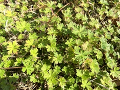 Geranium carolinianum