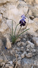 Muscari commutatum
