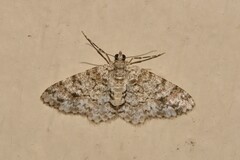 Myrioblephara desumpta