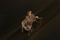 Ctenoplusia limbirena