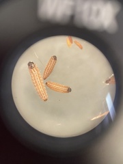 Limnaecia phragmitella