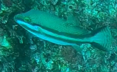 Canthigaster callisterna