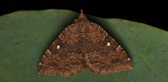 Chrysolarentia