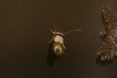 Stathmopoda mannophora
