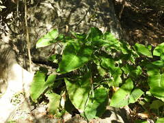 Xanthosoma robustum