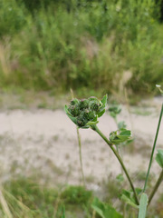 Arctium × ambiguum