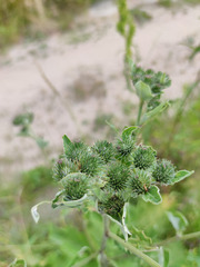 Arctium × ambiguum
