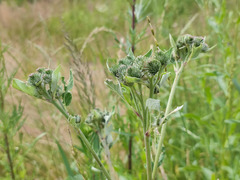 Arctium × ambiguum