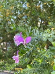 Polygala myrtifolia
