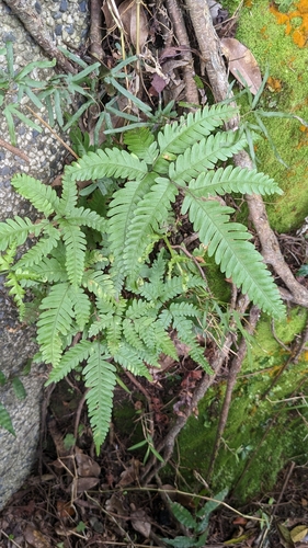 Pteris fauriei iNat (1)