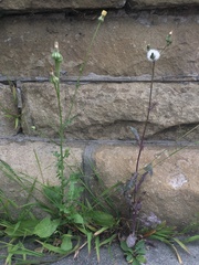 Urospermum picroides