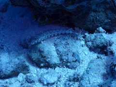 Parapercis clathrata