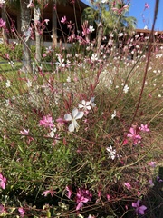 Oenothera lindheimeri