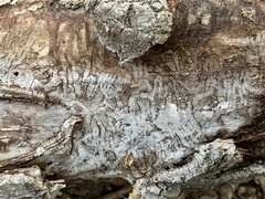 Agrilus planipennis