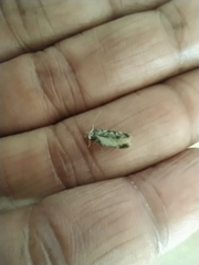 Endrosis sarcitrella