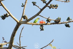 Chloropsis aurifrons