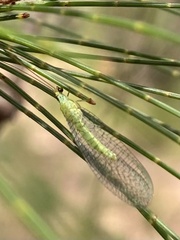 Apertochrysa edwardsi