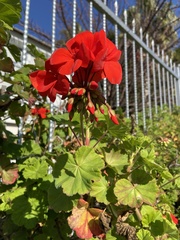 Pelargonium × hybridum