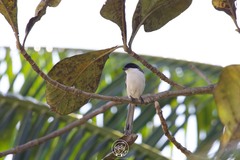 Lanius collurioides