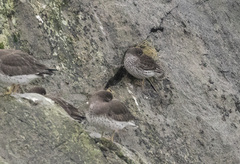 Calidris ptilocnemis