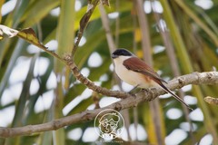 Lanius collurioides