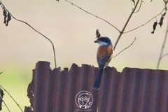 Lanius collurioides