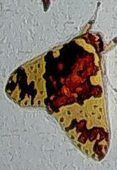 Image of Amaxia carinosa