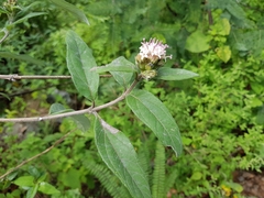 Lagascea heteropappus