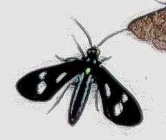 Image of Leucopleura ciarana