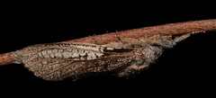 Endoxyla