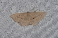 Scopula perlata