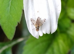 Campiglossa sororcula